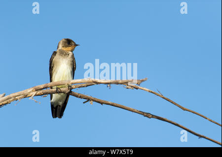 Southern rough-winged Swallow (Stelgidopteryx ruficollis) appollaiato su un ramo di albero, Mato Grosso, Pantanal, Brasile. Agosto. Foto Stock