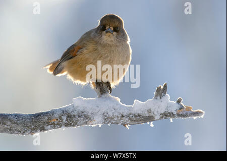 Siberian Jay (Perisoreus infaustus) appollaiato sulla coperta di neve il ramo, Finlandia. Febbraio. Foto Stock