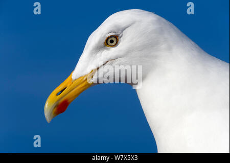 Aringa europea gabbiano (Larus argentatus) ritratto, Norvegia, maggio. Foto Stock