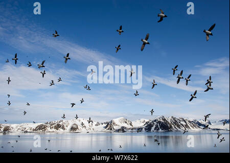 Little Auk (Alle alle) gregge in volo, Svalbard, Norvegia. Luglio. Foto Stock