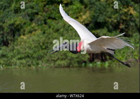 Jabiru Aeroporto (Jabiru Aeroporto mycteria) in volo, Mato Grosso, Pantanal, Brasile. Agosto. Foto Stock