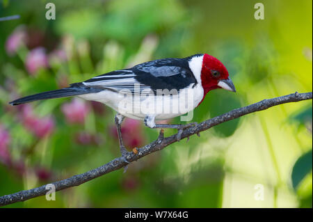 Rosso-cowled cardinale (Paroaria dominicana) appollaiato su un ramo di albero, Piaui, Brasile. Luglio. Foto Stock