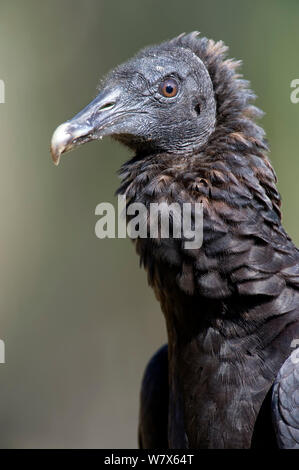 Avvoltoio nero (Coragyps atratus) Mato Grosso, Pantanal, Brasile. Agosto. Foto Stock