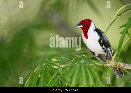 Rosso-cowled cardinale (Paroaria dominicana) appollaiato su un ramo di albero, Piaui, Brasile. Agosto. Foto Stock