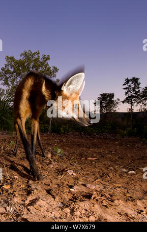 Crisocione (Chrysocyon brachyurus) Foraggio/caccia al crepuscolo, Mato Grosso, Pantanal, Brasile. Luglio. Foto Stock