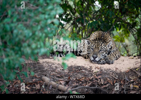 Jaguar (Panthera onca) poggiante su un ombroso banca di fiume, Mato Grosso, Pantanal, Brasile. Agosto. Foto Stock