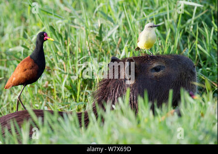 Wattled Jacana (Jacana jacana), bovini tiranno (Machetornis rixosa) il capibara (Hydrochoerus hydrochaeris) Mato Grosso, Pantanal, Brasile. Luglio. Foto Stock