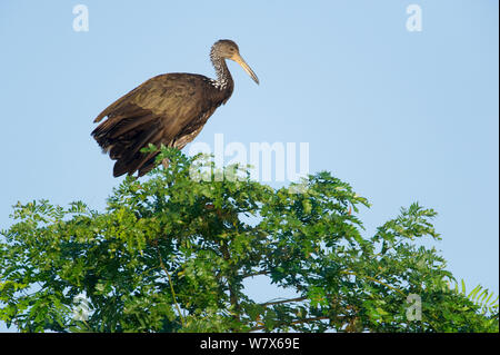 Limpkin (Aramus guarauna) appollaiato in un albero superiore, Mato Grosso, Pantanal, Brasile. Agosto. Foto Stock