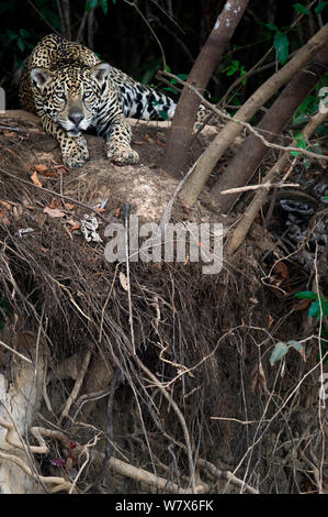 Jaguar (Panthera onca) poggiante su un ombroso banca di fiume, Mato Grosso, Pantanal, Brasile. Agosto. Foto Stock
