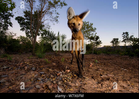 Crisocione (Chrysocyon brachyurus) foraggio al crepuscolo, Mato Grosso, Pantanal, Brasile. Luglio. Foto Stock