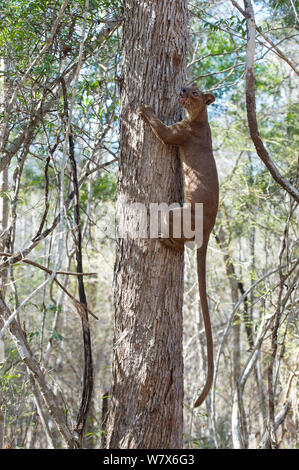 Fossa (Cryptoprocta ferox) salendo tronco di albero, Kirindy Forest, Madagascar. Ottobre. Foto Stock