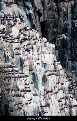 Brunnich's guillemot (Uria lomvia) colonia nidificazione, Alkefjellet cliff, Svalbard, Norvegia. Luglio. Foto Stock