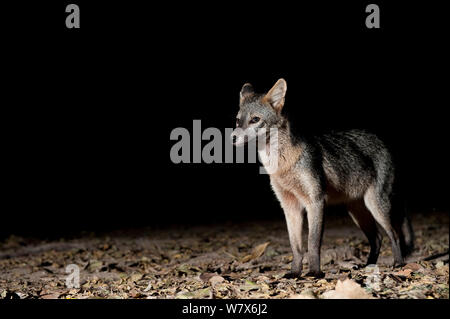 Crab-eating Fox (thous Cerdocyon) Foraggio di notte, Mato Grosso, Pantanal, Brasile. Luglio. Foto Stock