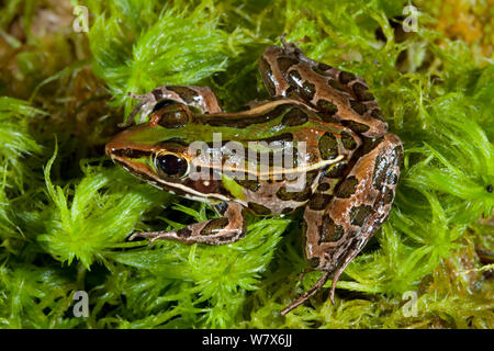 Florida leopard (rana Lithobates sphenocephalus sphenocephalus) condizioni controllate. A nord-ovest della Florida, USA, aprile. Foto Stock