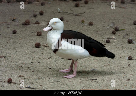 Shelduck Radjah (Radjah radjah / Tadorna radjah). Captive. Si verifica in Australia, Indonesia e Papua Nuova Guinea. Foto Stock