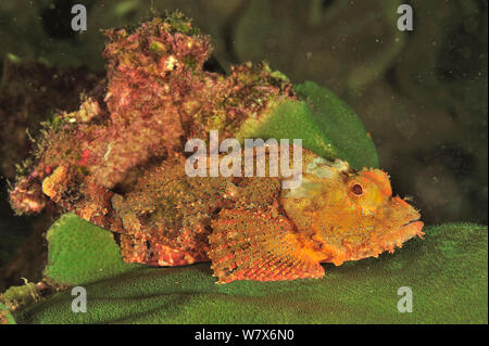 Barbuto scorfani (Scorpaenopsis barbatus), costa di Dhofar e isole Hallaniyat, Oman. Mare Arabico. Foto Stock