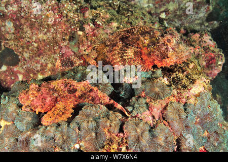 Due barbuto scorfani (Scorpaenopsis barbatus / barbata), costa di Dhofar e isole Hallaniyat, Oman. Mare Arabico. Foto Stock