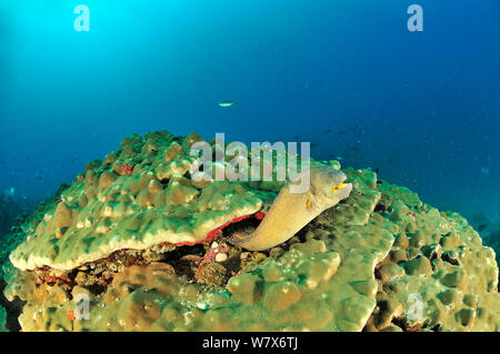 Yellowmouth / murena stellata (Gymnothorax nudivomer) uscendo dal suo foro in un disco Coral reef (Porites), costa di Dhofar e isole Hallaniyat, Oman. Mare Arabico. Foto Stock