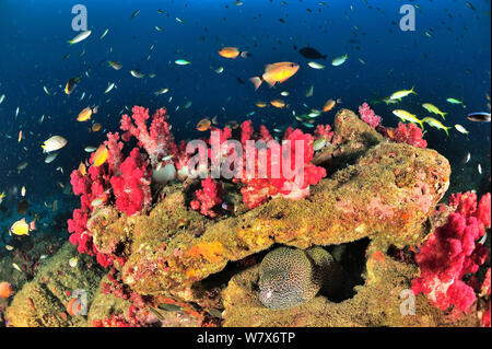 Murena a nido d'ape (Gymnothorax favagineus) in una fessura del reef ricoperta di coralli molli (Dendronephthya ) con anello-tailed cardinalfish (Ostorhinchus aureus), costa di Dhofar e isole Hallaniyat, Oman. Mare Arabico. Foto Stock