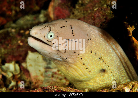 Pepati moray (la Siderea grisea) nel suo foro / scavano, costa di Dhofar e isole Hallaniyat, Oman. Mare Arabico. Foto Stock