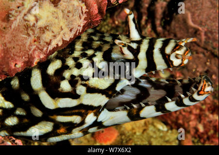 La testa di un drago moray eel (Enchelycore pardalis), costa di Dhofar e isole Hallaniyat, Oman. Mare Arabico. Foto Stock