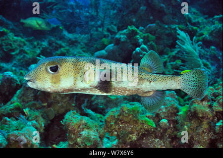 Comune (porcupinefish Diodon hystrix) sulla barriera corallina, Isola di San Salvador / Colombus Island, Bahamas. Caraibi. Foto Stock