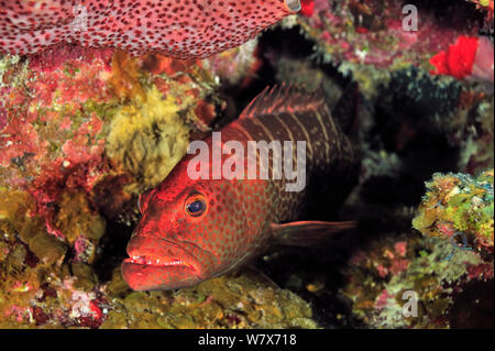 Tiger raggruppatore (Mycteroperca tigri), Isola di San Salvador / Colombus Island, Bahamas. Caraibi. Foto Stock