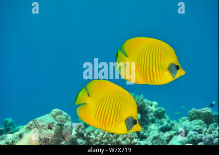 Coppia di butterflyfish mascherato (Chaetodon semilarvatus) Sudan. Mar Rosso. Foto Stock