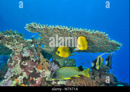 Coppia di butterflyfish mascherato (Chaetodon semilarvatus), coppia di Mare Rosso bannerfish (Heniochus intermedius) e Backspotted sweetlips (Plectorhinchus gaterinus) sotto un corallo duro (tabella Acropora) Sudan. Mar Rosso. Foto Stock