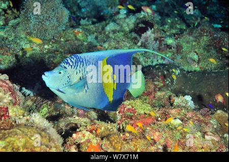 Arabian angelfish (Pomacanthus maculosus) sulla barriera corallina, Sudan. Mar Rosso. Foto Stock