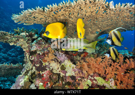 Coppia di butterflyfish mascherato (Chaetodon semilarvatus), coppia di Mare Rosso bannerfish (Heniochus intermedius) e Blackspotted sweetlips (Plectorhinchus gaterinus) sotto un corallo duro (tabella Acropora) Sudan. Mar Rosso. Foto Stock