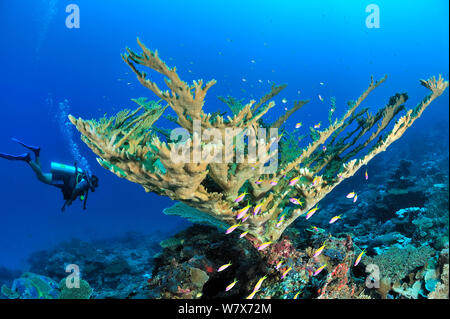 Diver sopra sulla barriera corallina con coralli duri e un bellissimo tavolo coralli (Acropora) e giallo-coda / Yellowback basslets / Anthias (Pseudanthias evansi) Maldive. Oceano Indiano. Aprile 2013. Foto Stock