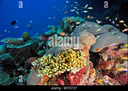 Coral reef con coralli duri (Acropora ) e gioiello fairy basslets / anthias (Pseudanthias squamipinnis) e giallo-coda / yellowback basslets (Pseudanthias evansi) Maldive. Oceano Indiano. Foto Stock