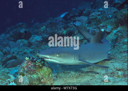 White tip shark (Triaenodon obesus) appoggiato sul pavimento del mare con una remora (Echeneis naucrates) attaccata al suo ritorno, Maldive. Oceano Indiano. Foto Stock