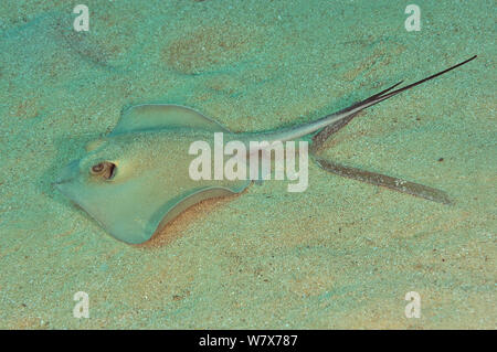 Comuni / blu stingray (Dasyatis pastinaca) sul pavimento del mare, l'isola di Gozo, Malta. Mare Mediterraneo. Foto Stock