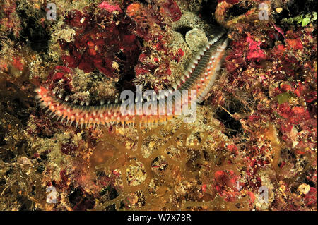 Barbuto fireworm (Hermodice carunculata), isola di Gozo, Malta. Mare Mediterraneo. Foto Stock