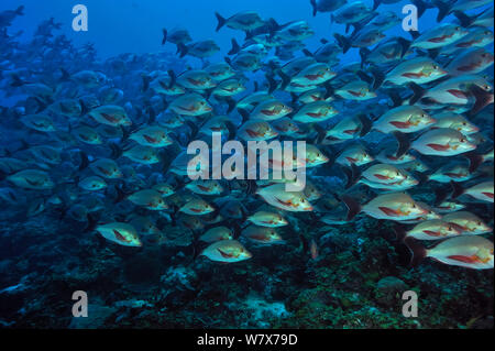 Scuola di Humpback lutiani (Lutjanus gibbus) su di una scogliera di corallo, Madagascar. Oceano Indiano. Foto Stock