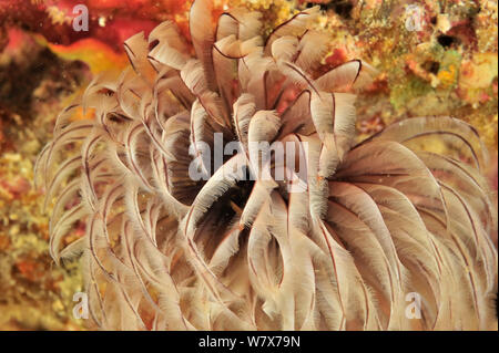 Tubo magnifico worm (Protula magnifica) Madagascar. Oceano Indiano. Foto Stock