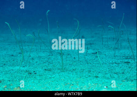 Whitespotted / Spaghetti garden anguille (Gorgasia maculata) proveniente dal mare di sabbia piano, Madagascar. Oceano Indiano. Foto Stock