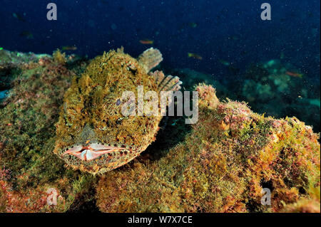 Pietra / Pacific spotted scorfani (Scorpaena mystères), Revillagigedo islands, Messico. Oceano Pacifico. Foto Stock