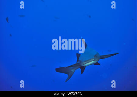 White tip shark (Triaenodon obesus) nuoto in acque aperte, Revillagigedo islands, Messico. Oceano Pacifico. Foto Stock