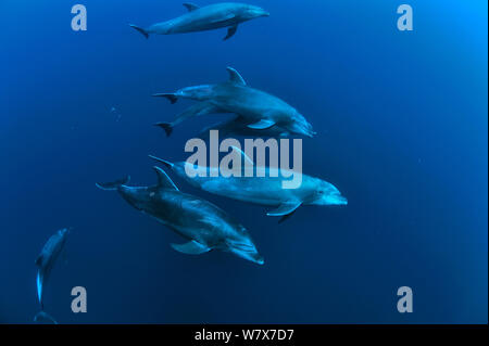 Gruppo di delfini (tursiops truncatus) nuoto, Revillagigedo islands, Messico. Oceano Pacifico. Foto Stock