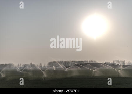 Sistema automatico di irrigazione installato da abitanti di un villaggio acque raccolti in un campo nella contea di Anxin, Baoding, città del nord della Cina nella provincia di Hebei, 2 aprile 2017. Foto Stock