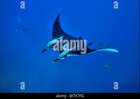 Sommozzatore catturare un gigante manta ray (manta birostris) nuoto in acque aperte con due remoras (Remora remora) appeso sul suo corpo e circondato con jack nero / carangidi (Caranx lugubris), Revillagigedo islands, Messico. Oceano Pacifico. Giugno 2012. Foto Stock