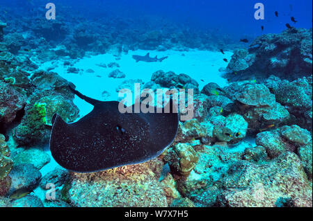 Blackspotted stingray (Taeniura meyeni) nuotare vicino alla barriera corallina con una punta bianca shark (Triaenodon obesus) appoggiato sul pavimento del mare in background, Cocos Island, Costa Rica. Oceano Pacifico. Foto Stock