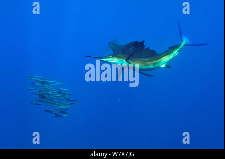Atlantic sailfish (Istiophorus albicans) caccia scuola di sardine, la penisola dello Yucatan, Messico. Caraibi. Foto Stock