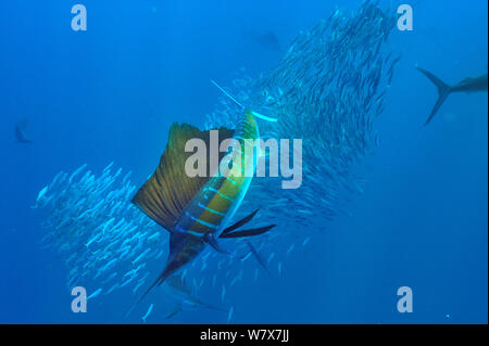 Atlantic sailfish (Istiophorus albicans) caccia scuola di sardine, la penisola dello Yucatan, Messico. Caraibi. Foto Stock