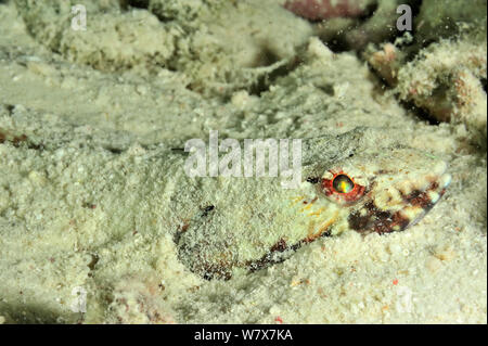 Variegato (lizardfish Synodus variegatus) sepolto nella sabbia, Maldive. Oceano Indiano. Foto Stock