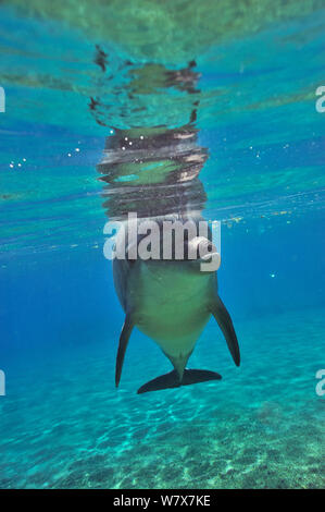 Il tursiope o delfino maggiore (Tursiops truncatus) si avvicina con curiosità, Dolphin Reef, Eilat, Israele. Mar Rosso. Foto Stock