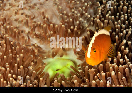 Arancione (anemonefish Amphiprion sandaracinos) in un Merten's anemone marittimo, Filippine. Mare di Sulu. Foto Stock